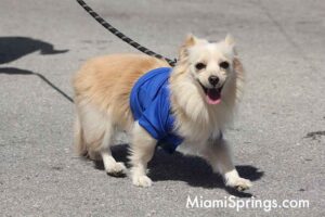 Pet Parade at the 2026 River Cities Regatta in Miami Springs