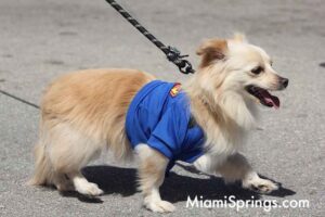 Pet Parade at the 2026 River Cities Regatta in Miami Springs