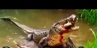 How to Live with Alligators: A guide for new residents to Miami Springs