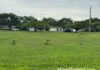 Statement from Mayor Walter Fajet Regarding the Dove and Quail Avenue Green Spaces