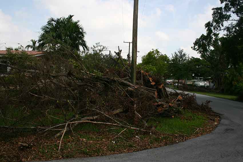 Hurricane Katrina Cleanup in Miami Springs 2005
