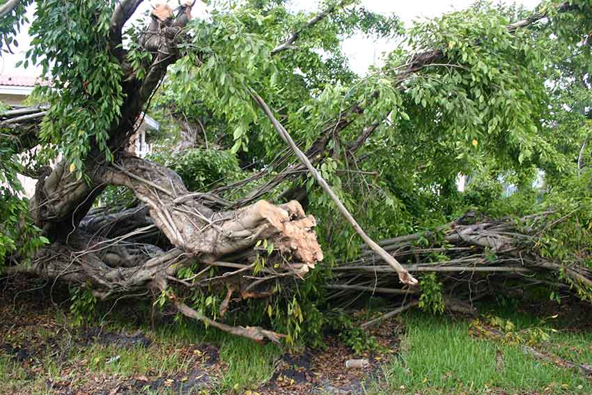 Hurricane Katrina Cleanup in Miami Springs 2005