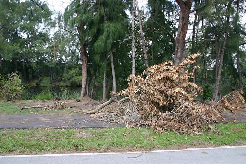 Hurricane Katrina Cleanup in Miami Springs 2005