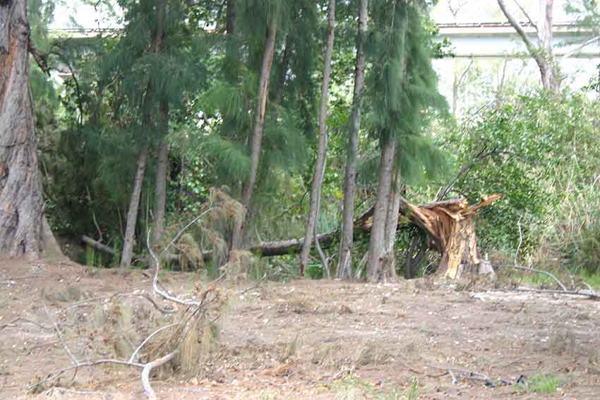 Hurricane Katrina Cleanup in Miami Springs 2005