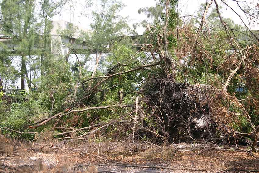 Hurricane Katrina Cleanup in Miami Springs 2005