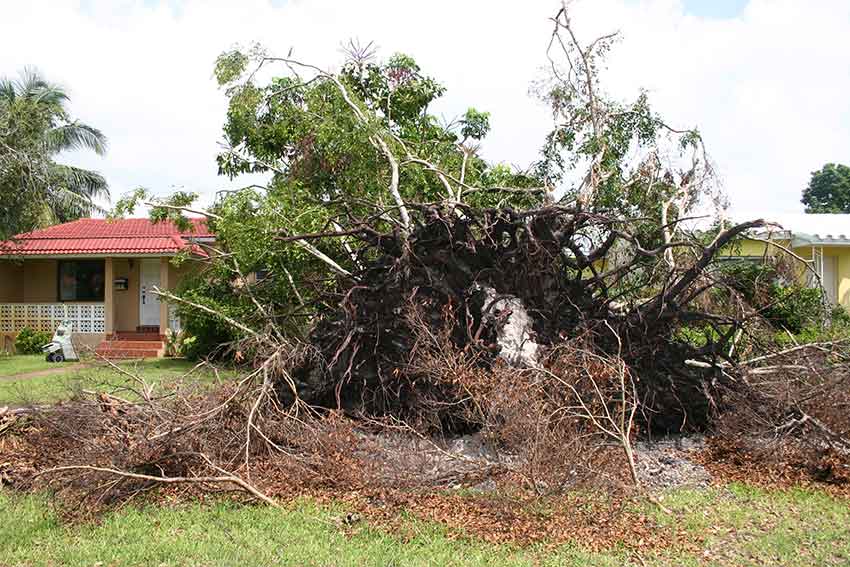 Hurricane Katrina Cleanup in Miami Springs 2005