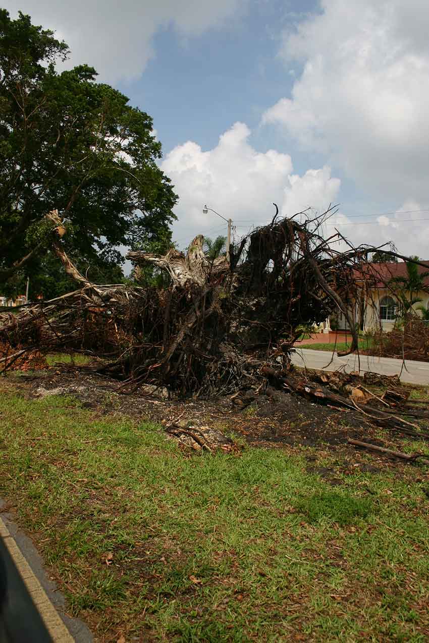 Hurricane Katrina Cleanup in Miami Springs 2005