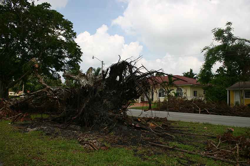 Hurricane Katrina Cleanup in Miami Springs 2005