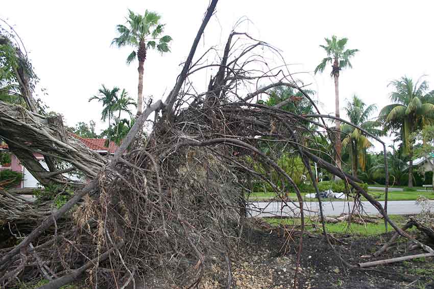 Hurricane Katrina Cleanup in Miami Springs 2005