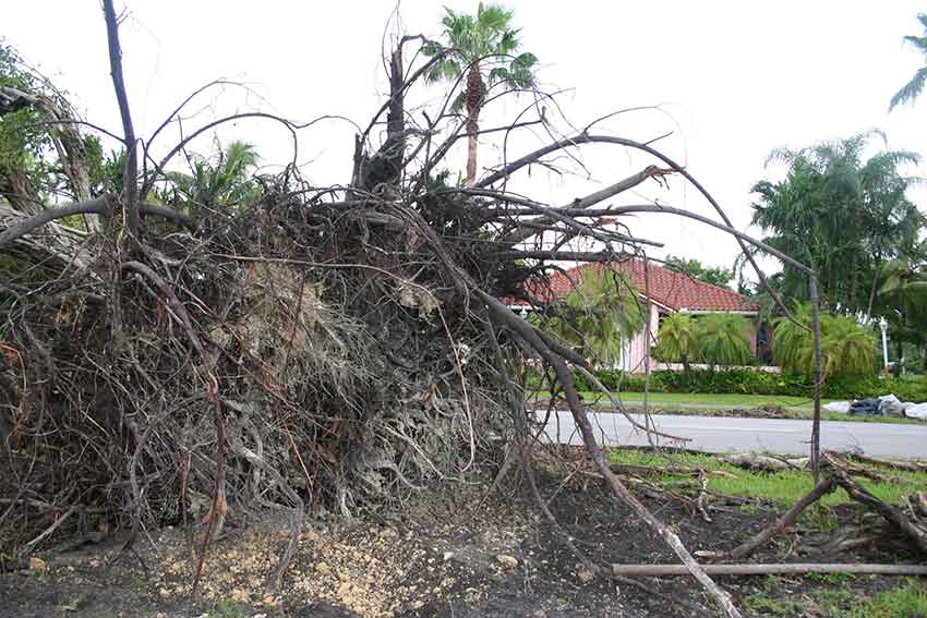Hurricane Katrina Cleanup in Miami Springs 2005