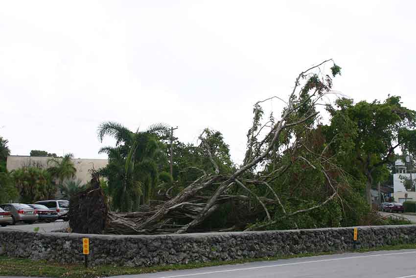 Hurricane Katrina Cleanup in Miami Springs 2005