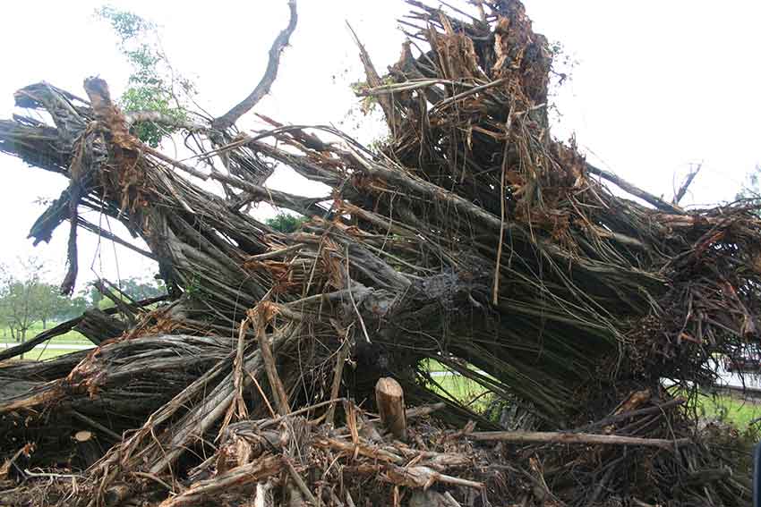Hurricane Katrina Cleanup in Miami Springs 2005