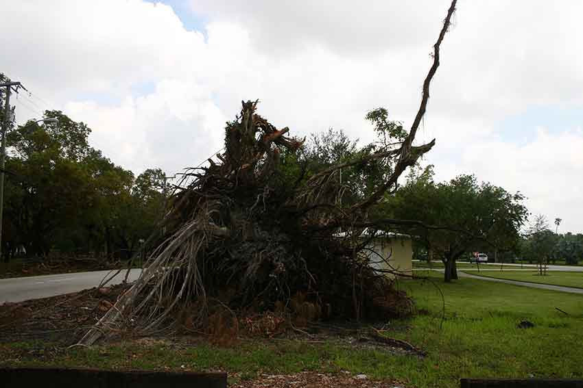 Hurricane Katrina Cleanup in Miami Springs 2005