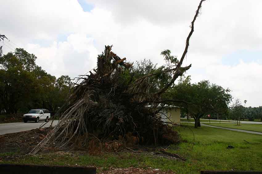 Hurricane Katrina Cleanup in Miami Springs 2005