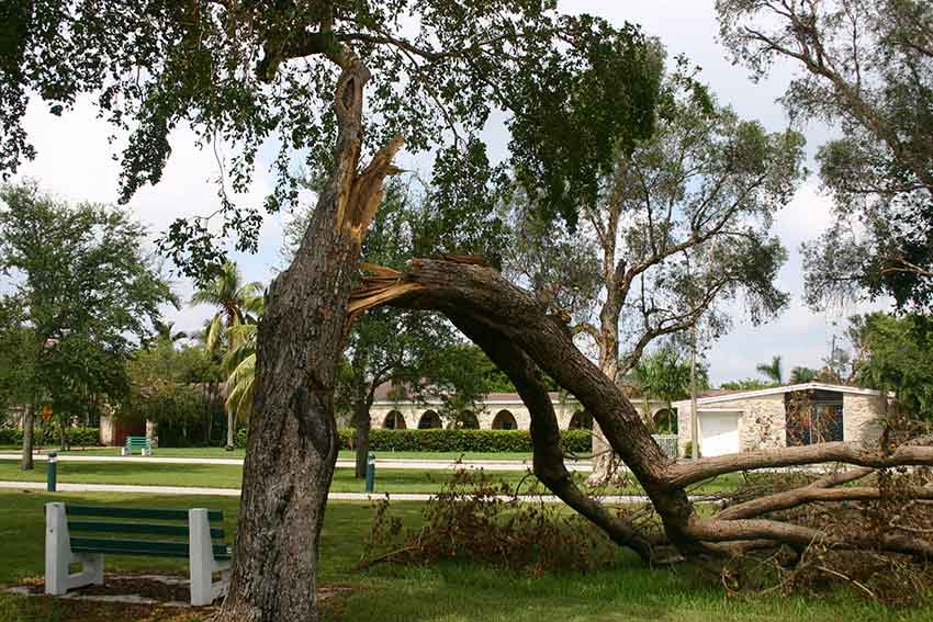 Hurricane Katrina Cleanup in Miami Springs 2005