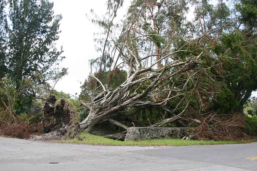 Hurricane Katrina Cleanup in Miami Springs 2005