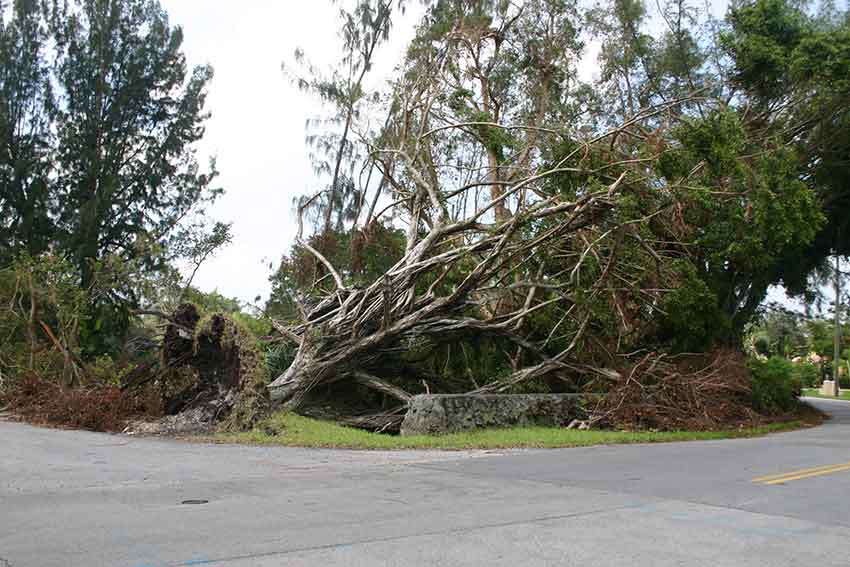 Hurricane Katrina Cleanup in Miami Springs 2005