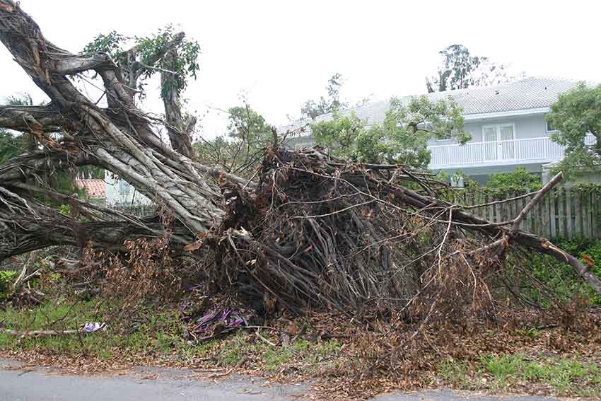 Hurricane Katrina Cleanup in Miami Springs 2005