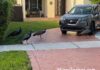 Miami Springs Peacock Population Proliferating Peacocks in Miami Springs