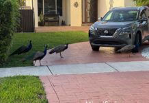 Miami Springs Peacock Population Proliferating Peacocks in Miami Springs