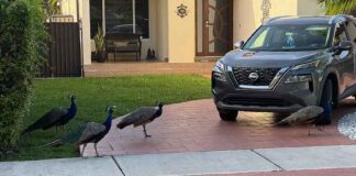 Miami Springs Peacock Population Proliferating Peacocks in Miami Springs