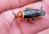 The Latest Invasive Species, But Not Your Relatives