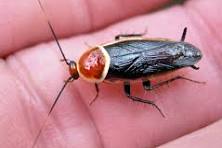 The Latest Invasive Species, But Not Your Relatives