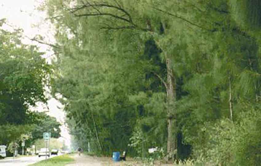 Photo Circa 1990s of Ludlam Road lined with Australian Pine Trees