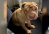 Dog Dies During Visit to Miami Springs Groomer
