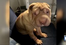 Dog Dies During Visit to Miami Springs Groomer