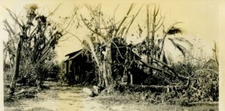 The Storm That Broke the Boom: The Great Miami Hurricane of 1926 and its Devastating Toll on Miami Springs, Hialeah, and Greater Miami 1926 Miami Hurricane wind damage showing shredded trees and flattened structures