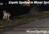 New Coyote Spotted in Miami Springs Coyote Spotted in Miami Springs