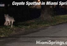 New Coyote Spotted in Miami Springs Coyote Spotted in Miami Springs