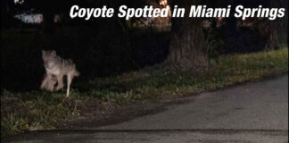 New Coyote Spotted in Miami Springs Coyote Spotted in Miami Springs